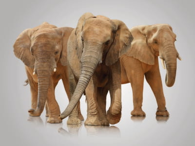 Fototapeta Duże słonie
