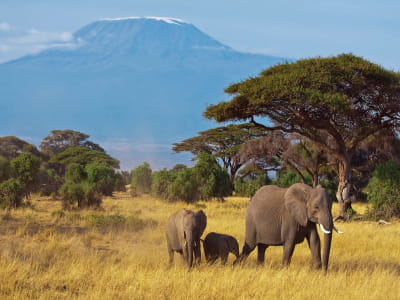 Fototapeta Słonie afrykańskie