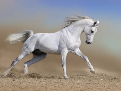Fototapeta Biały koń