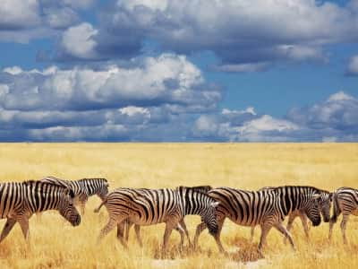 Fototapeta Afrykańskie zebry