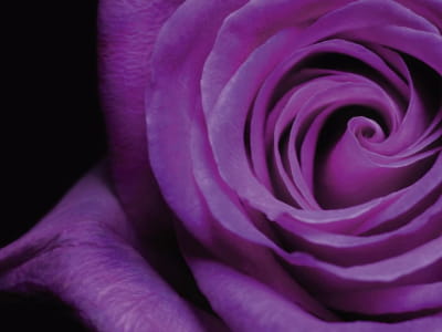 Fototapeta Fioletowa róża