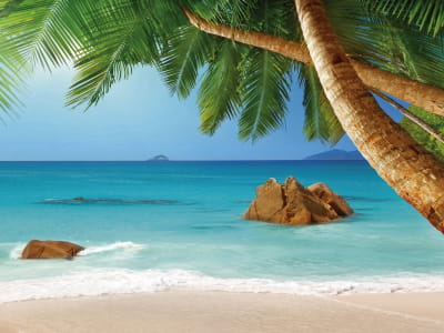 Fototapeta Plaża z palmami
