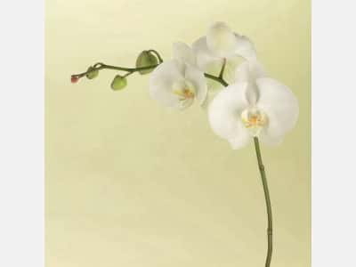 Fototapeta Orchidea na jasnym tle