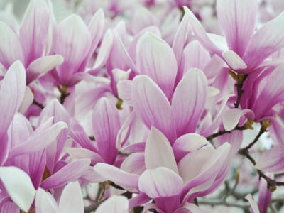 Fototapeta Piękne magnolie
