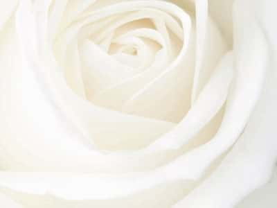 Fototapeta Duża biała róża