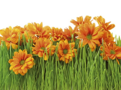 Fototapeta Kwiaty na trawie