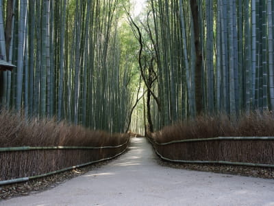 Fototapeta Droga w bambusowym gaju