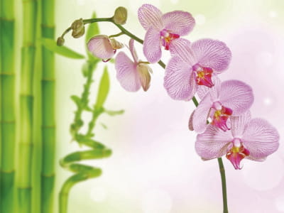Fototapeta Różowa orchidea i bambus