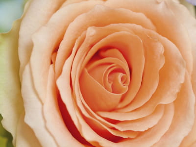 Fototapeta Brzoskwiniowa róża