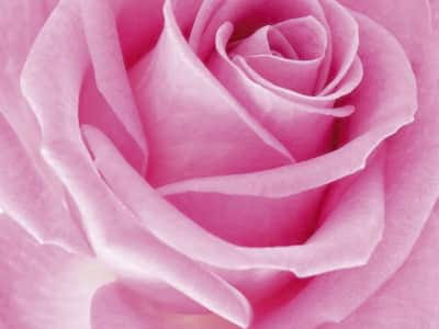 Fototapeta Różowa róża