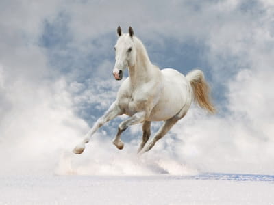 Fototapeta Piękny biały koń