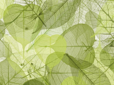 Fototapeta Przezroczyste zielone liście