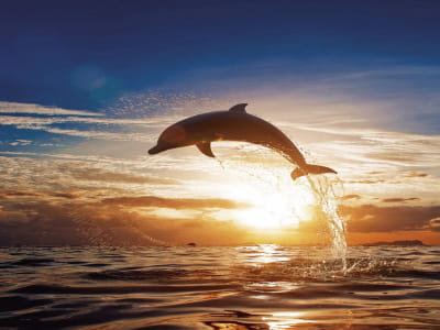 Fototapeta Piękny delfin