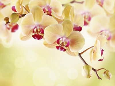 Fototapeta Herbaciana orchidea