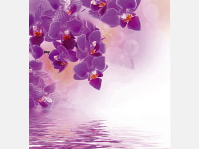 Fototapeta Purpurowe orchidee nad wodą