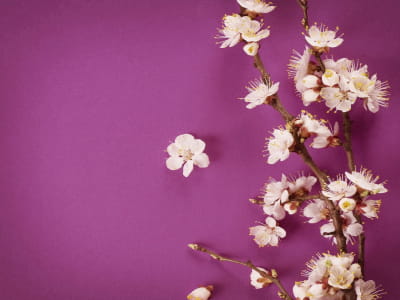 Fototapeta Kwiaty na karmazynowym tle