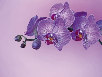 Fototapeta Fioletowa orchidea