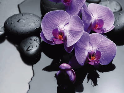 Fototapeta Orchidea w wodzie