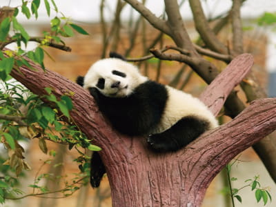Fototapeta Panda na gałęzi