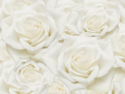 Fototapeta Śliczne białe różyczki