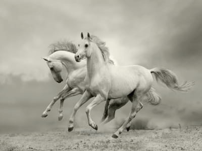 Fototapeta Dwa białe konie