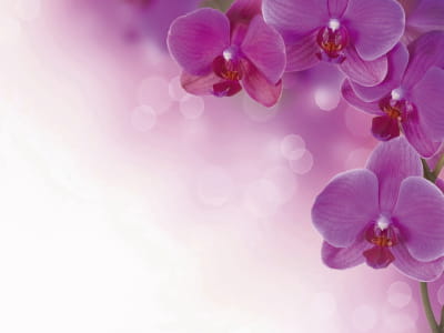 Fototapeta Liliowa orchidea