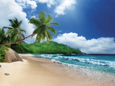 Fototapeta Palmy na słonecznej plaży
