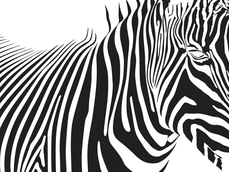 Fototapeta Zebra grafika