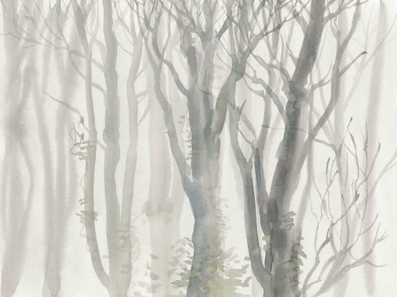 Fototapeta Nagie drzewa we mgle