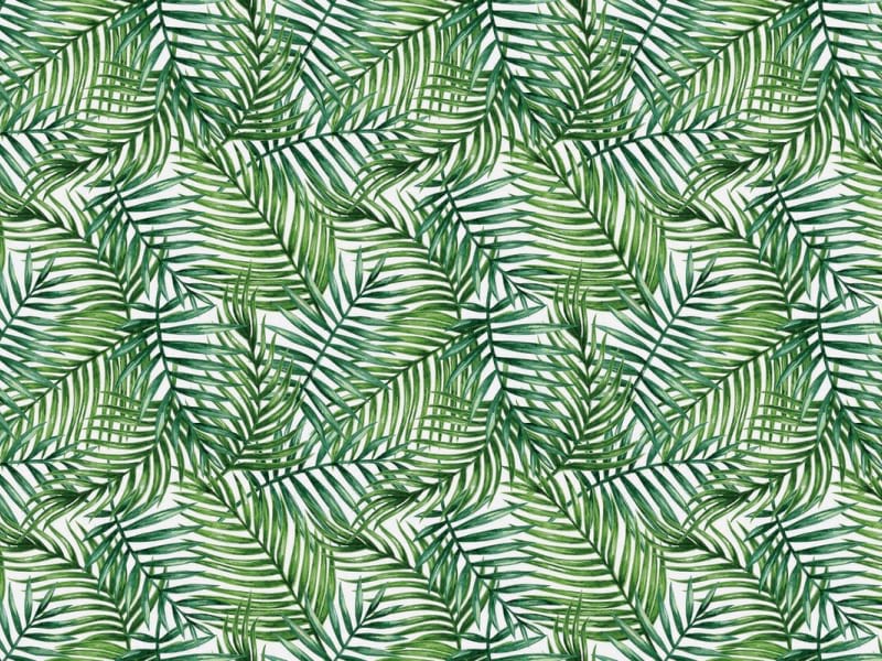 Fototapeta Jasnozielone tropiki