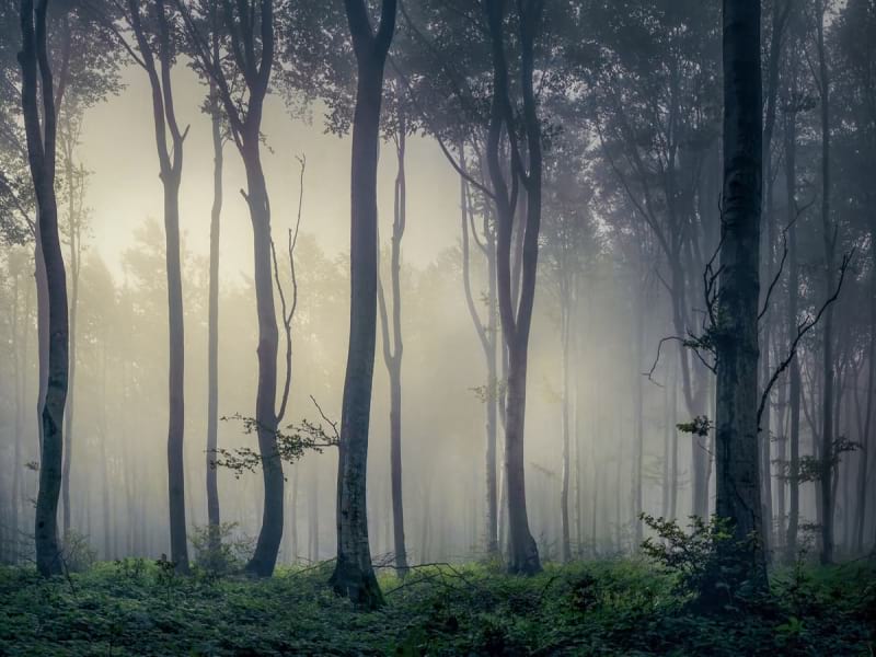 Fototapeta Piękny las we mgle