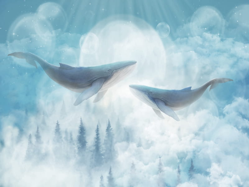 Fototapeta Niebieskie wieloryby