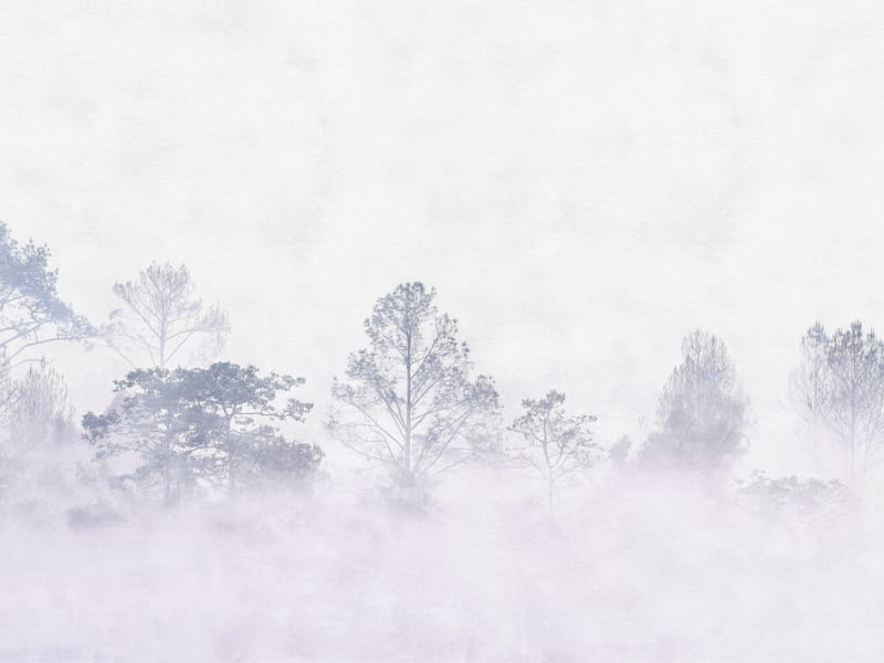 Fototapeta Mgłowy świt w lesie