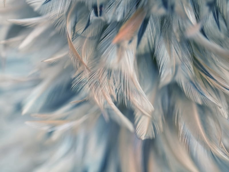 Fototapeta Niebieskie pióra powietrza