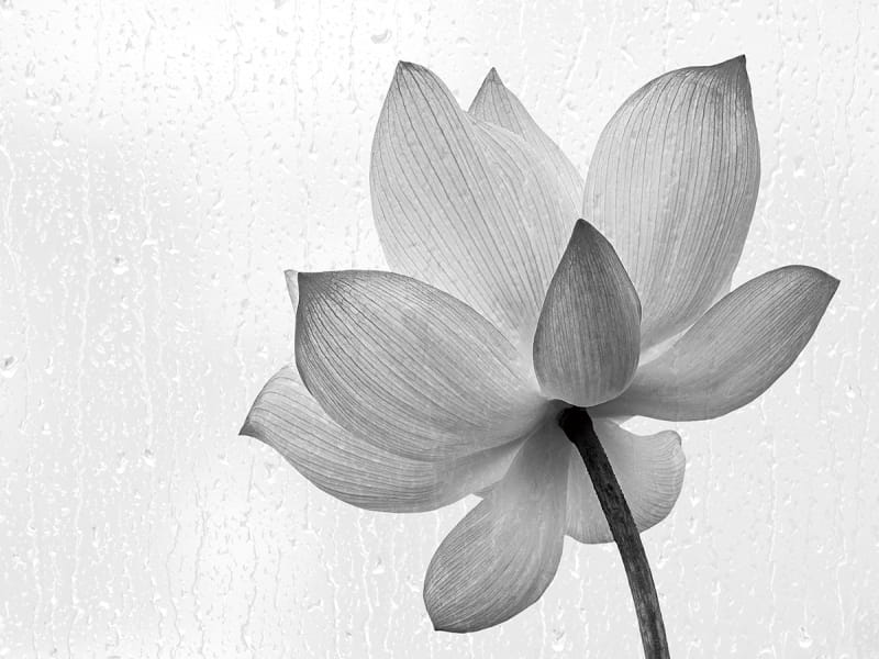 Fototapeta Magnolia czarno-biała