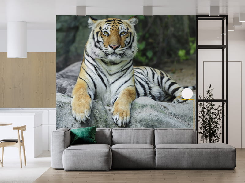 Fototapeta Potężny tygrys we wnętrzu salonu
