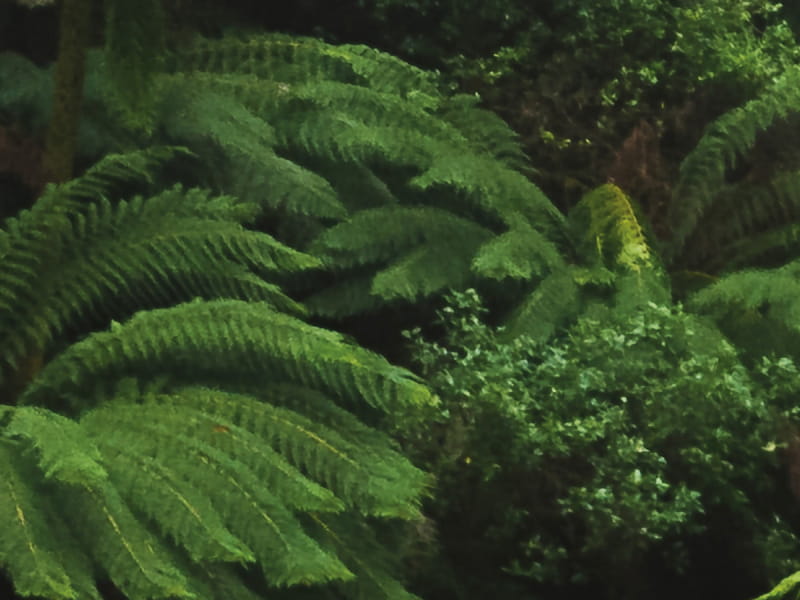 Fototapeta Ciemna dżungla fragment #2