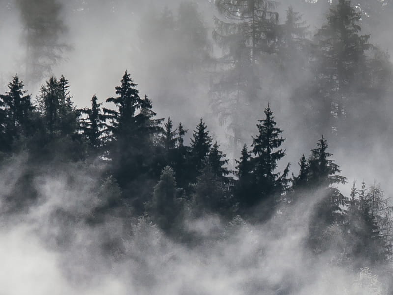 Fototapeta Gęsta mgła nad lasem fragment # 1