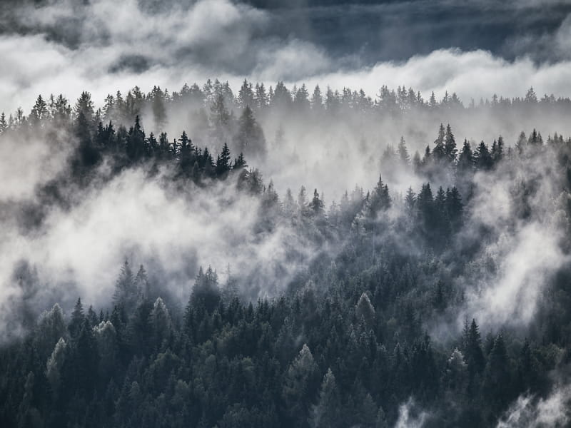 Fototapeta Gęsta mgła nad lasem