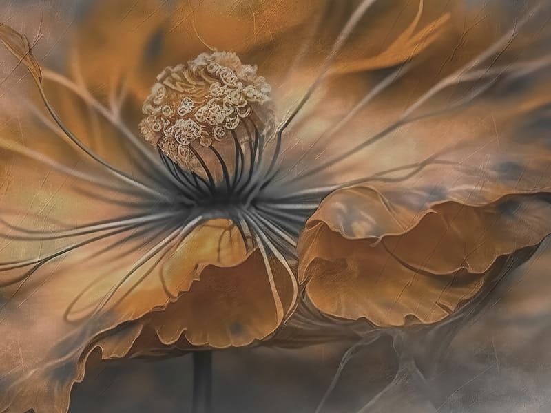 Fototapeta Pomarańczowy duży kwiat na szarym tle fragment # 1