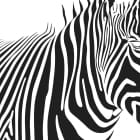 Miniatura fototapety Zebra grafika
