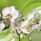 Miniatura fototapety Orchidee na zielonym tle