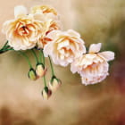 Miniatura fototapety Delikatne kwiaty