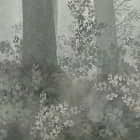 Miniatura fototapety Drzewa we mgle fragment # 1