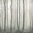 Miniatura fototapety Drzewa we mgle