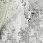 Miniatura fototapety Liście na betonowej ścianie fragment #2