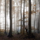 Miniatura fototapety Rano w lesie