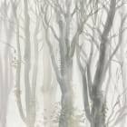 Miniatura fototapety Nagie drzewa we mgle