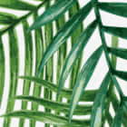 Miniatura fototapety Jasnozielone tropiki fragment # 1