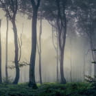 Miniatura fototapety Piękny las we mgle